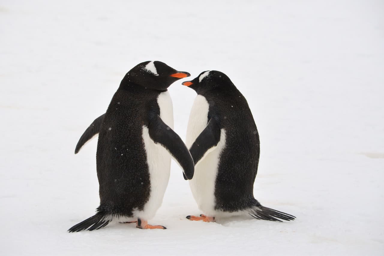 Los pingüinos son de los pocos animales que son fieles