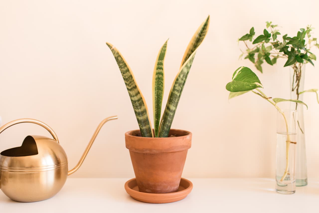 A Sansevieria trifasciata 'Laurentii' Snake Plant also known as Mother-in-Law's Tongue houseplants. A snake plant houseplant in South Florida. Houseplants during the COVID-19 pandemic. Sansevieria is a genus of about 70 species of flowering plants, native to Africa, Madagascar, and southern Asia. Common names include mother-in-law's tongue, devil's tongue, jinn's tongue, bowstring hemp, snake plant, and snake tongue. It is often included in the genus Dracaena; in the APG III classification system, both genera are placed in the family Asparagaceae, subfamily Nolinoideae (formerly the family Ruscaceae). It has also been placed in the former family Dracaenaceae.