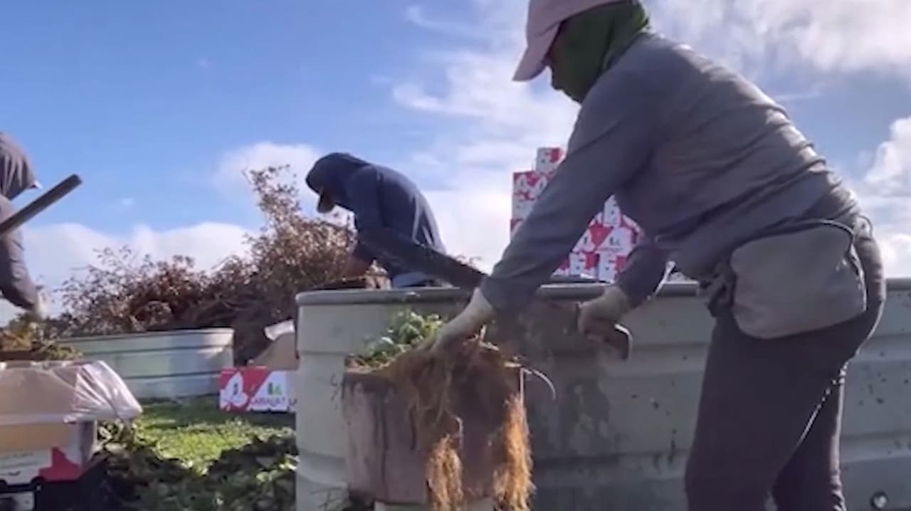 Crisis en Florida: migración, heladas, sequías y combustible caro golpean al campo