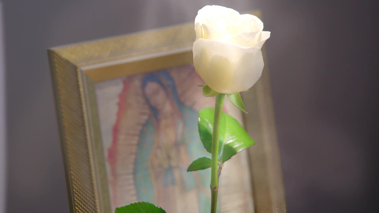 ESTE MARTES: ¡Conéctate al Facebook Live de La Rosa de Guadalupe con nuestro experto!