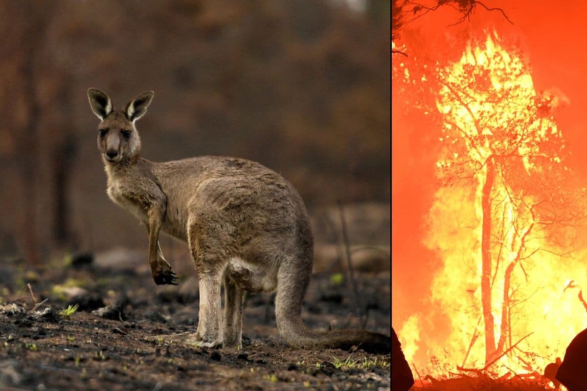 Los hijos del Cazador de Cocodrilos han salvado miles de animales en Australia y aún necesitan ayuda