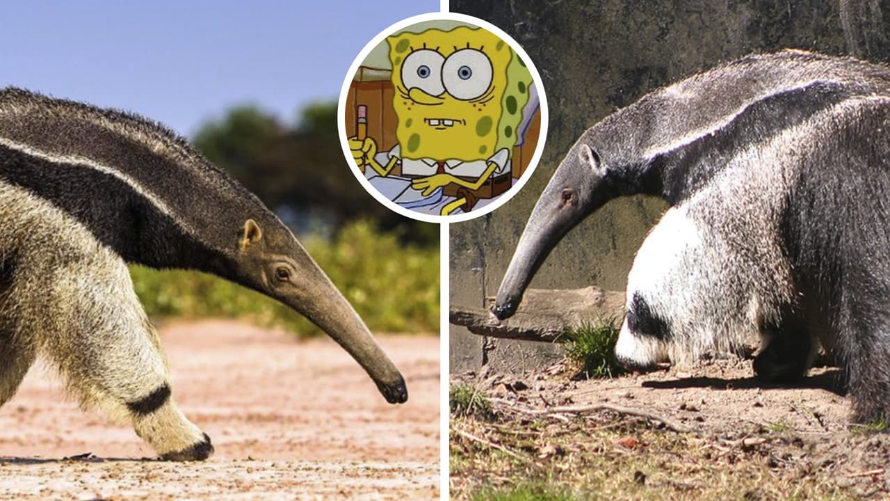 Extraño animal con "dos cabezas" desata intriga: la verdad tras los asombrosos videos