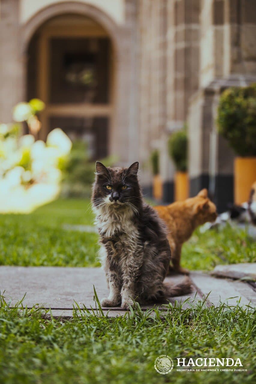 Los gatos domésticos tienen una expectativa de vida de hasta 16 años.