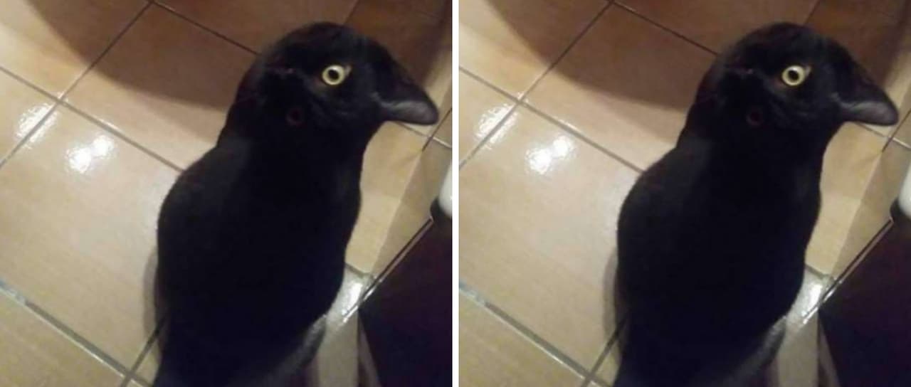 ¿Qué ves en la imagen?