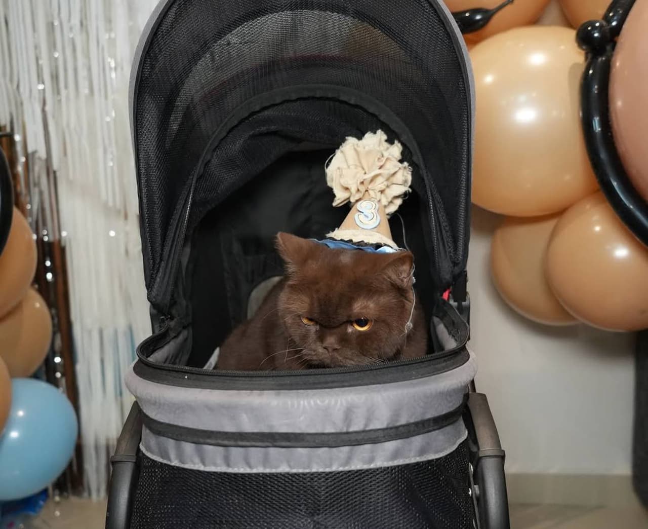 Mascota de Karime Pindter, Norris.