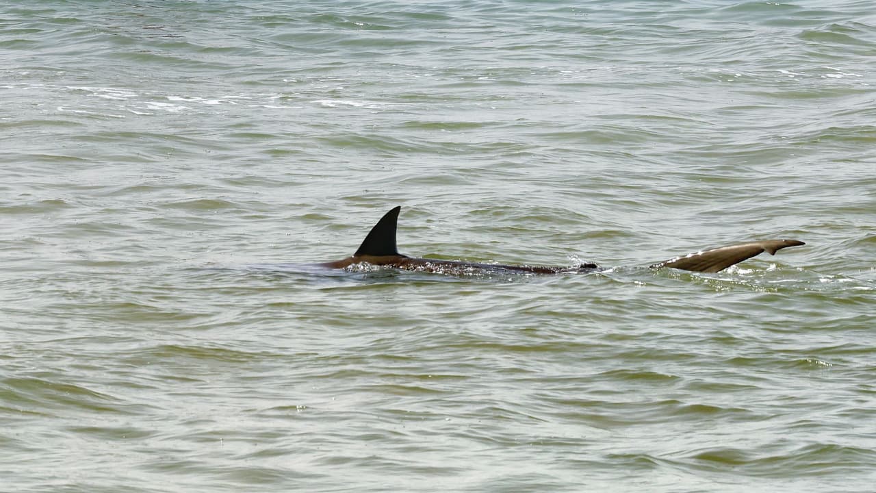 Niña de 9 años es atacada por un tiburón en Florida: por poco pierde su mano derecha