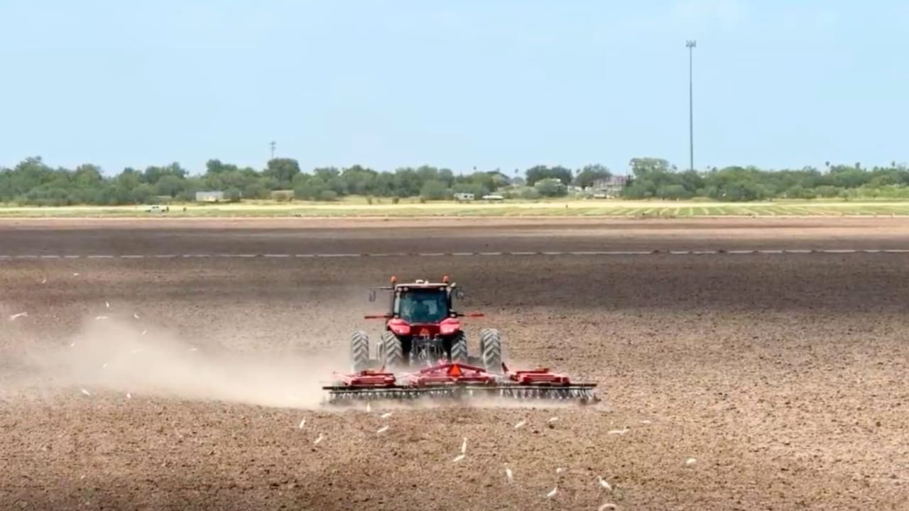 Campos desolados y cosechas perdidas: jornaleros en Texas abandonan su trabajo por miedo a ICE