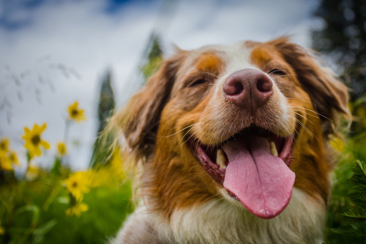 Australian Shepherd showing her happiness during springtime in Colorado.