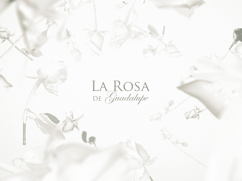 La Rosa de Guadalupe premia sus mejores escenas con 'La Rosa de Oro' y tú puedes elegirlas