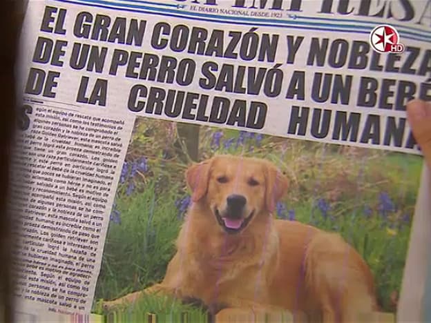 Historias de la vida real en La Rosa de Guadalupe: ¡Perro salva a recién nacido!
