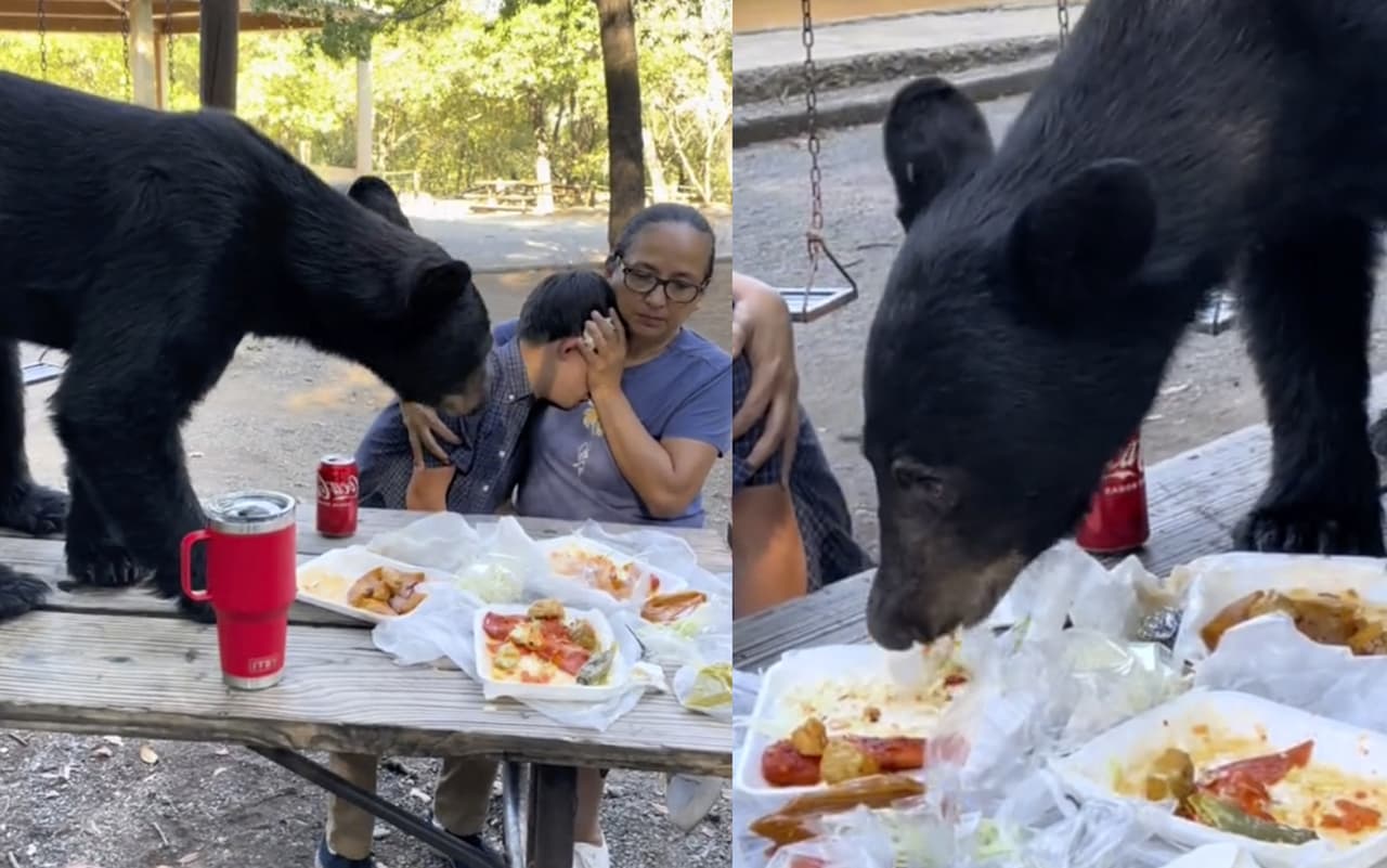 Oso se come la comida de una familia en parque de Monterrey, Nuevo León