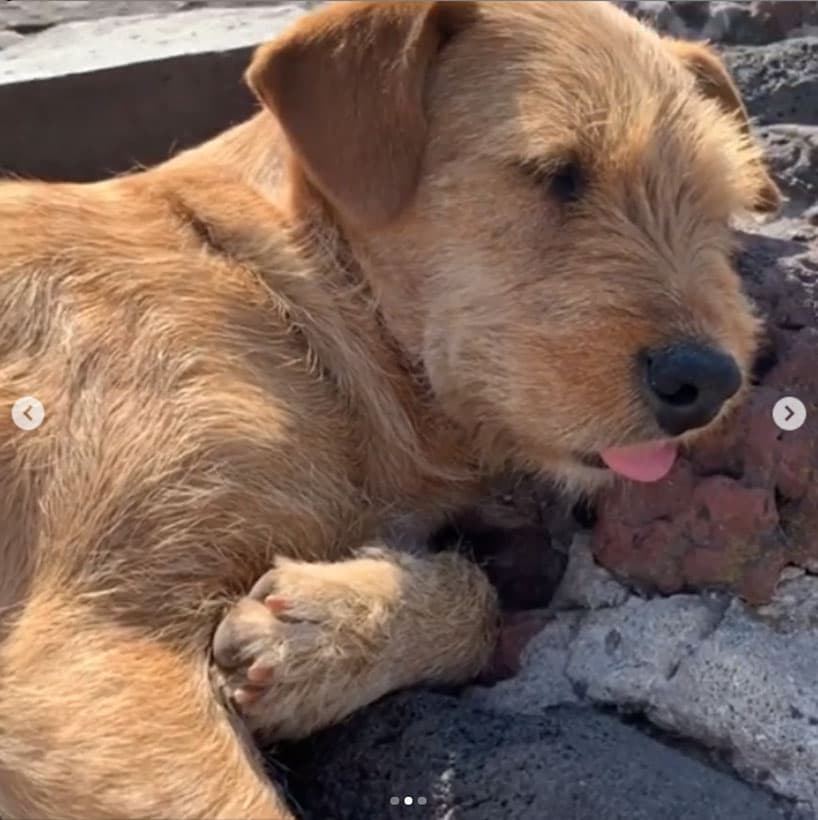 “Me sorprendió encontrar estos tres perros justo en la cima de la Pirámide del Sol. Perros mexicanos del sol”, comentó.