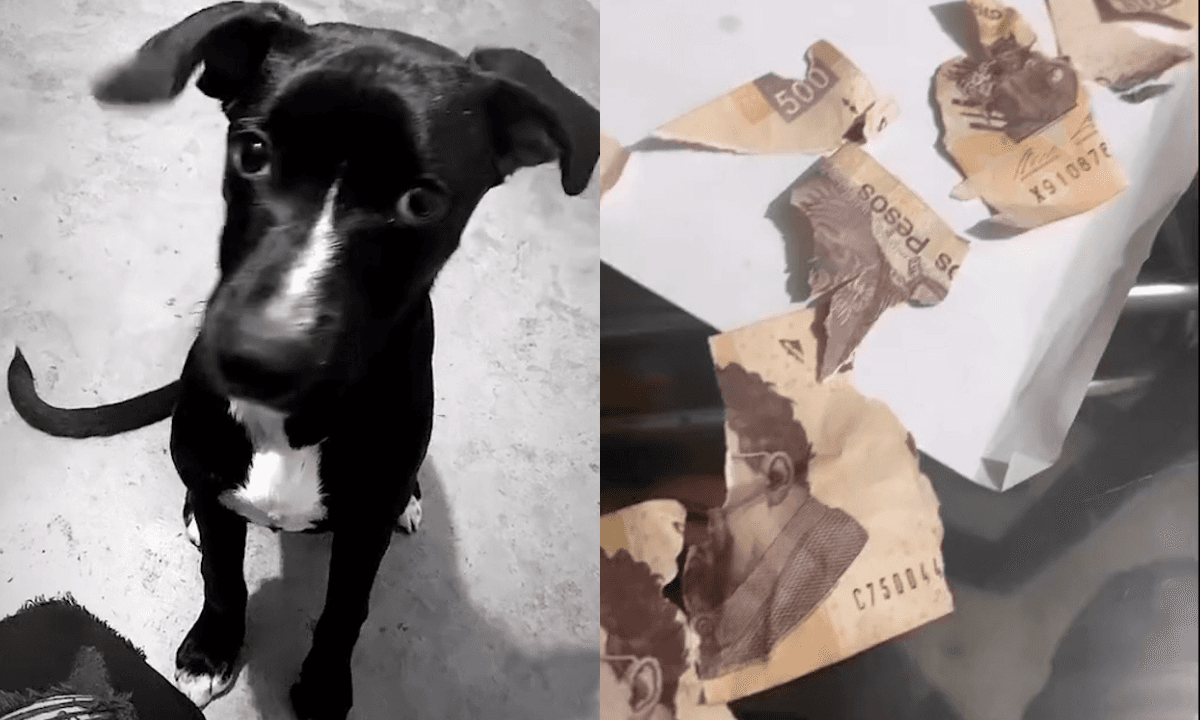 Perrito muerde y rompe billetes de 500 pesos; se vuelve viral
