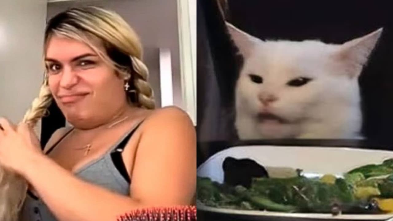 Razones por las que no me gustan los gatos y muchos entenderán