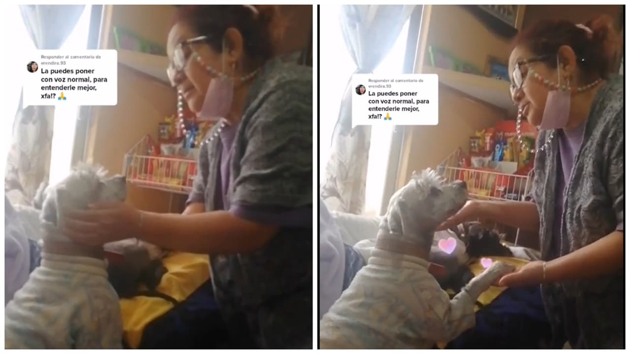 Mujer pide perdón a su perrito por no poder darle lujos: video causa ternura en TikTok