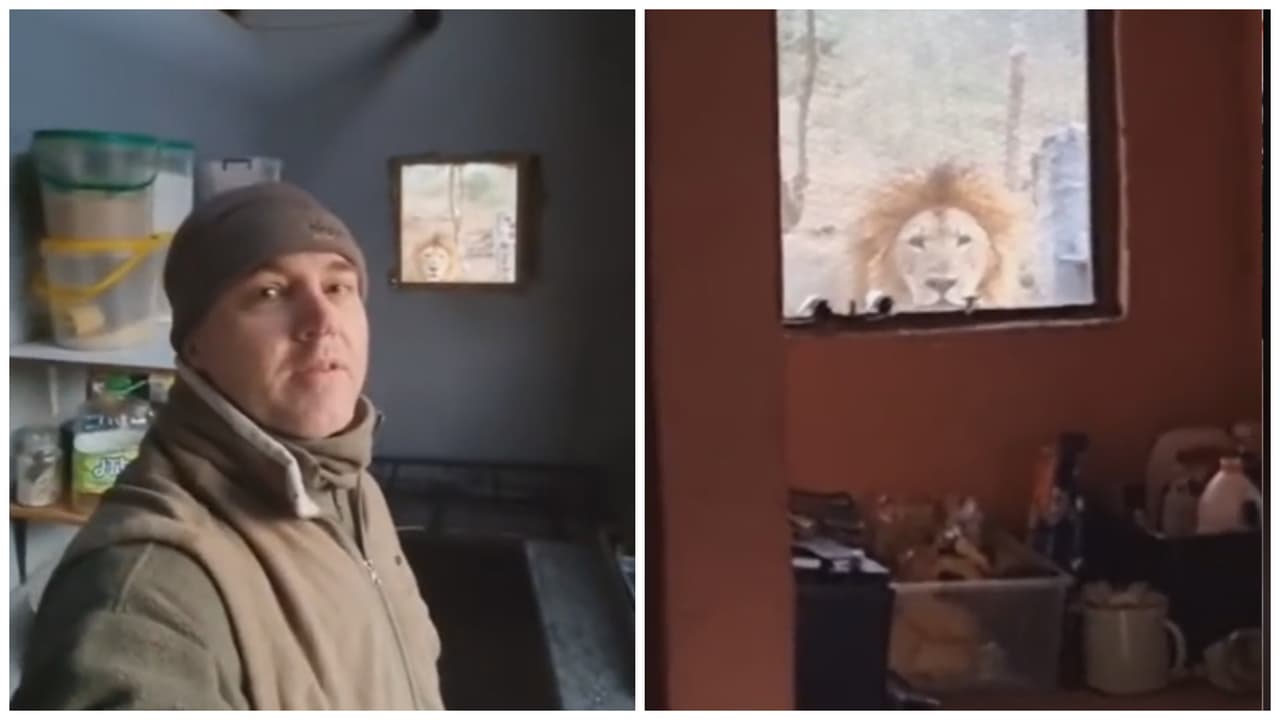 Hombre descubre enorme león en su ventana.