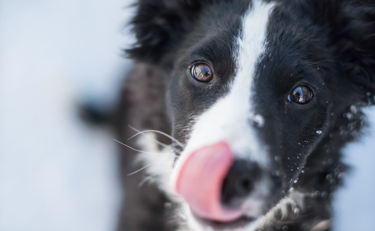 ¿Cómo ven los perros? Este filtro te hará ver todo como si fueras un 'lomito'