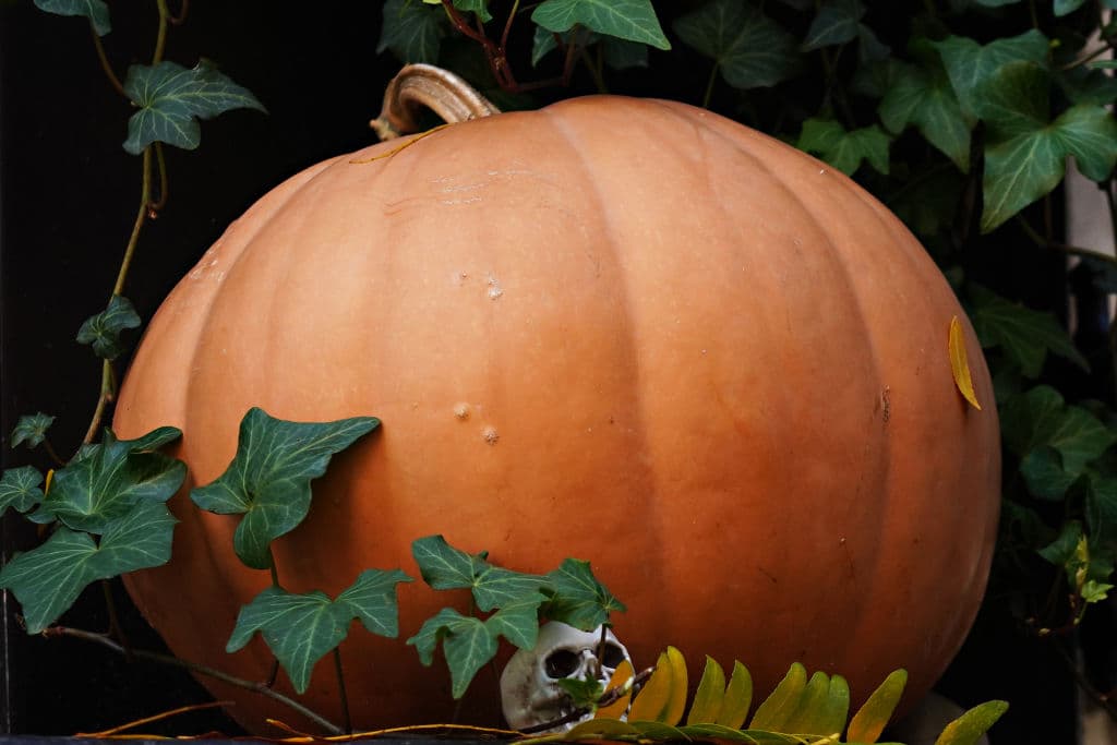 La calabaza y los beneficios que tiene para tu cuerpo