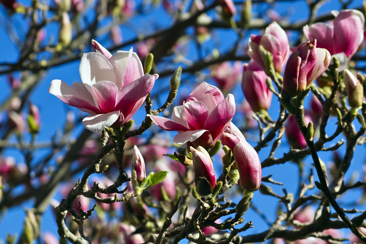 Extracto de magnolia. La Universidad de Illinois, Estados Unidos, asegura que el extracto de corteza de la flor de magnolia es uno de los mejores remedios contra el mal aliento. Mascar esta sustancia eliminaría el 61% de las bacterias.