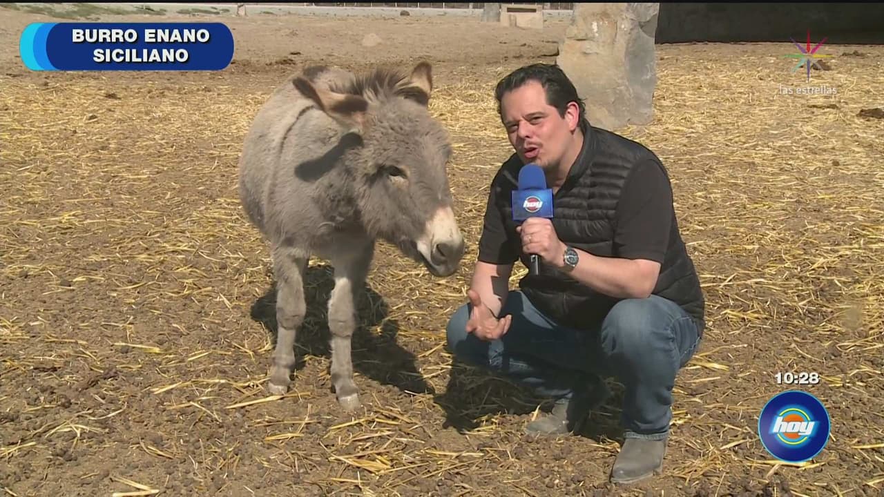 Burro enano siciliano