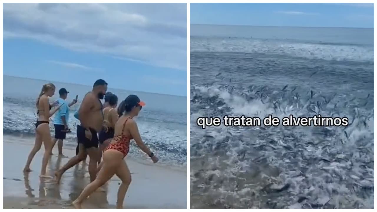 Captan a miles de peces queriendo 'escapar' del mar y desata terror en TikTok