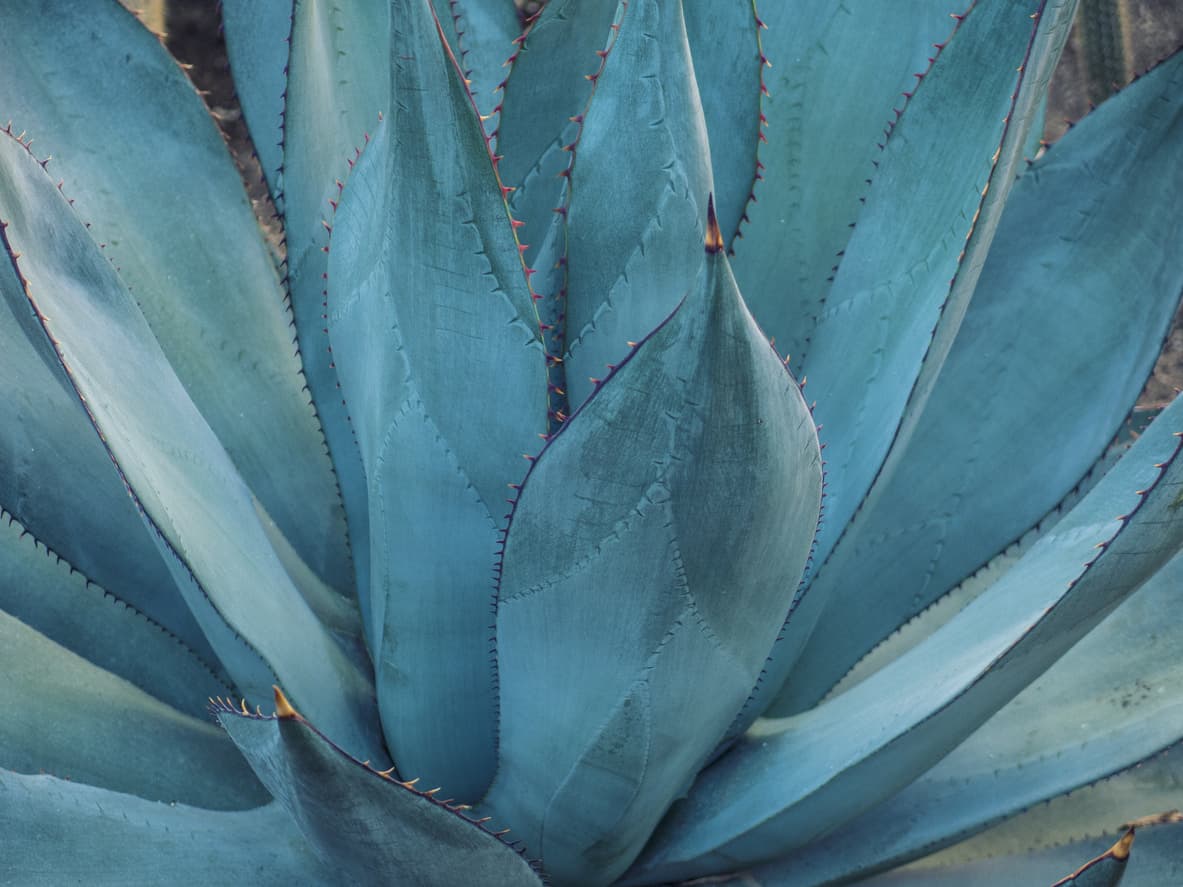Maguey