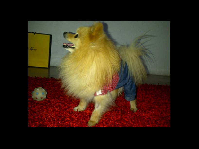 Rony, de raza pomeranian, estuvo en la familia de Anahí por 16 años.