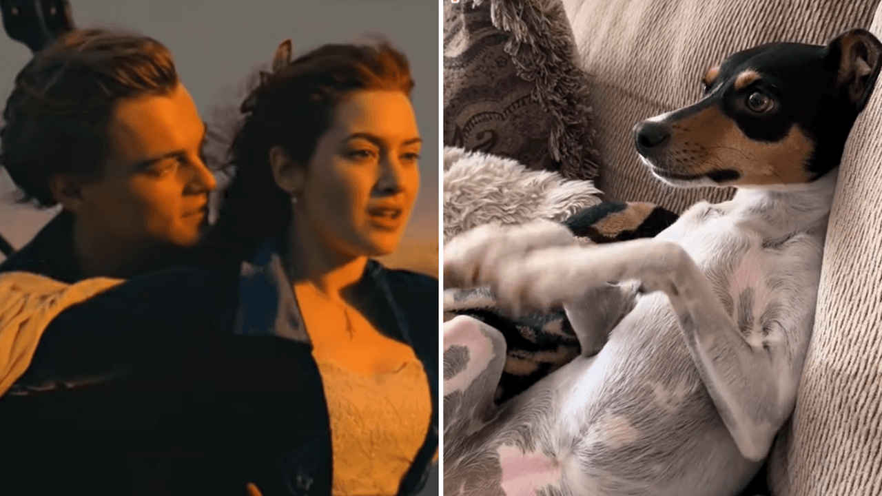 Perrita ve ‘Titanic’ y su reacción conmovió a todos: “Quería salvar a Jack con sus patitas”
