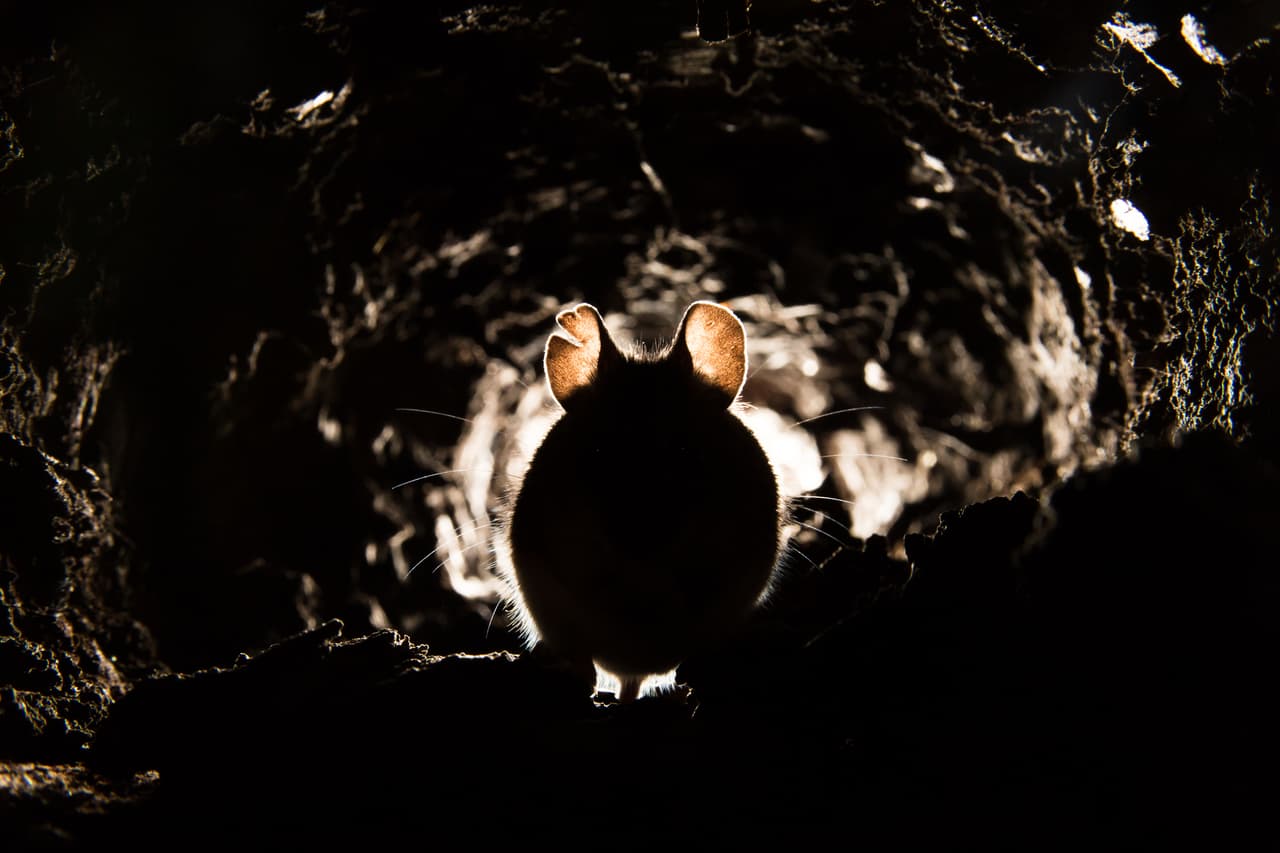¿Has soñado con ratones? Este es su significado y cómo influye en ti
