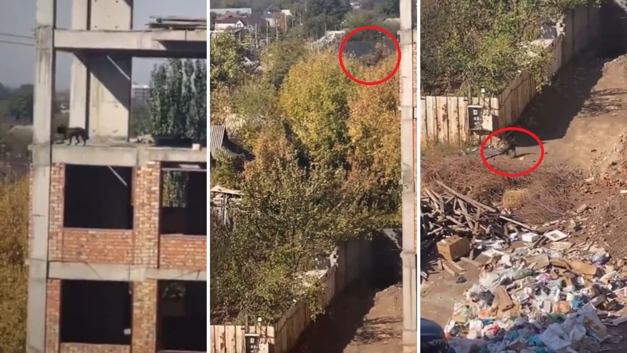 Perrito se lanza desde un quinto piso y resulta ileso.