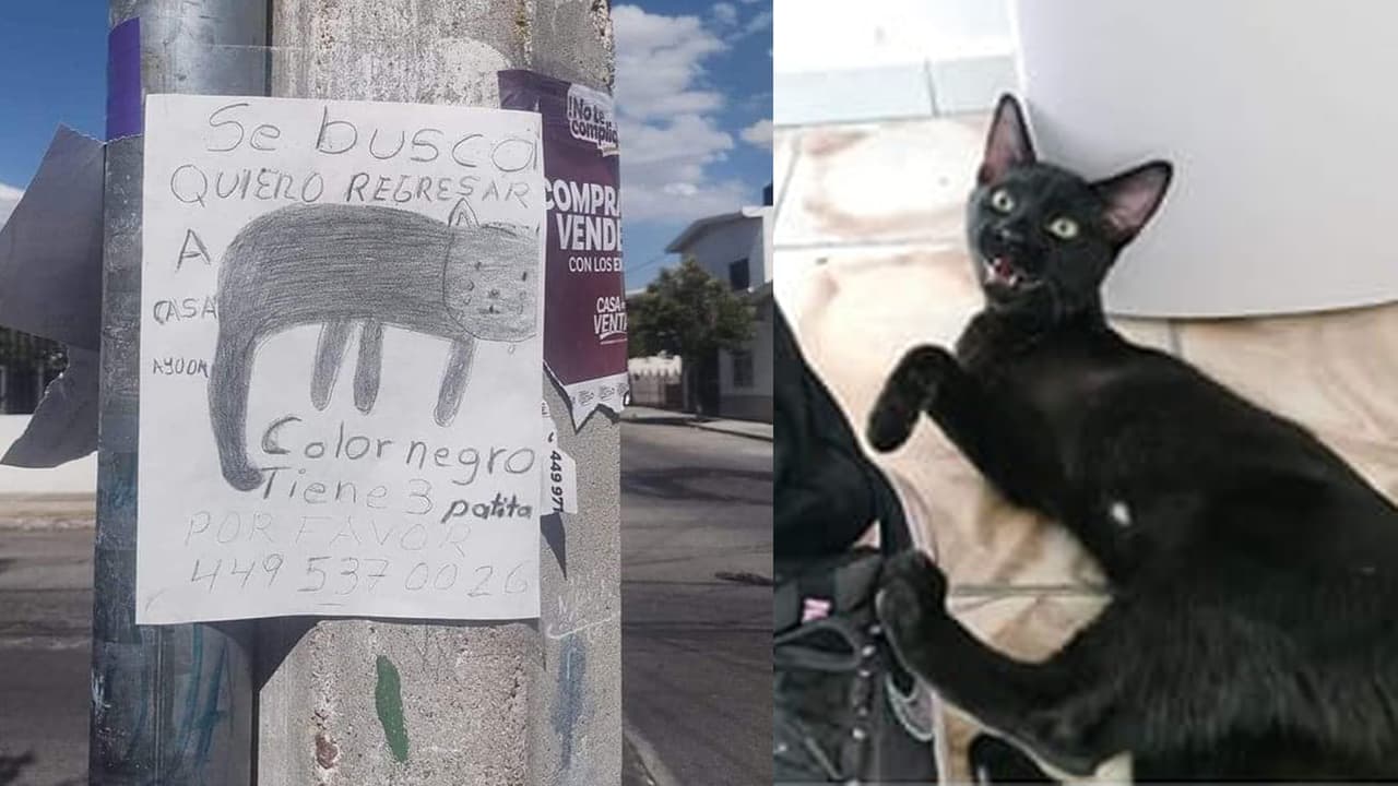Niño pierde a su gatito de tres patas y hace a mano triste cartel para encontrarlo