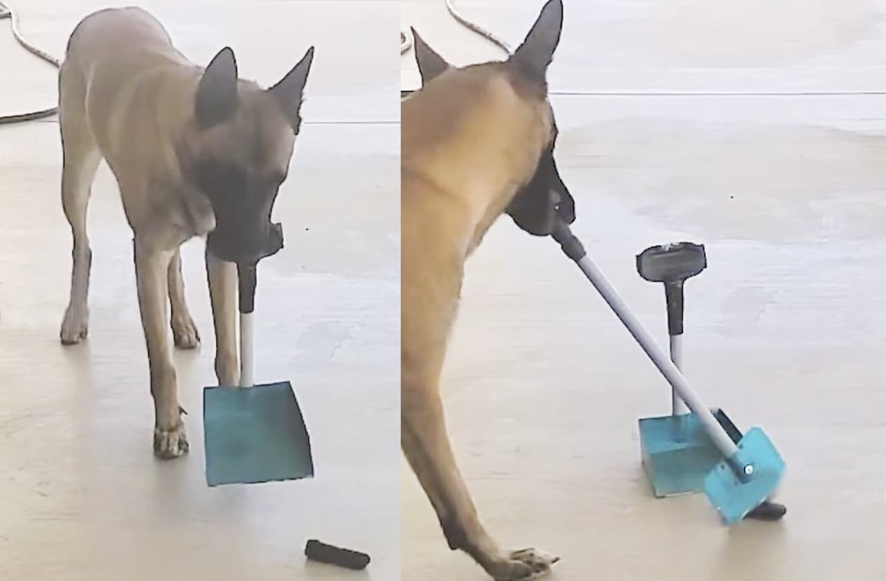 Perrito conmociona Internet al limpiar su popó con escoba y recogedor