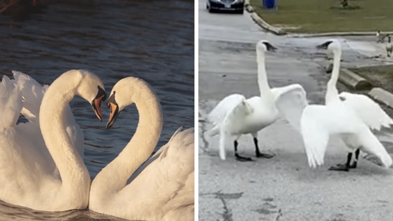 Cisnes amigos se reencuentran luego de que uno fuera llevado al hospital: romperás en llanto