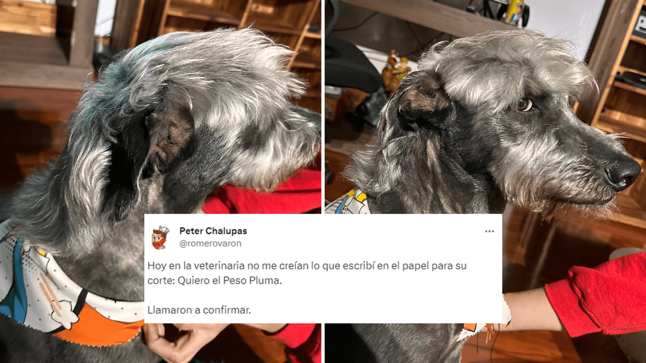 Perro con el corte de cabello de Peso Pluma se hace viral