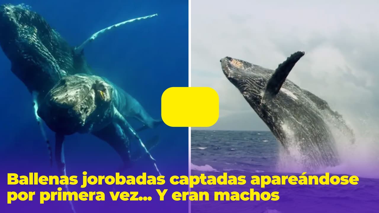Ballenas jorobadas son captadas apareándose por primera vez... Pero ambas eran machos