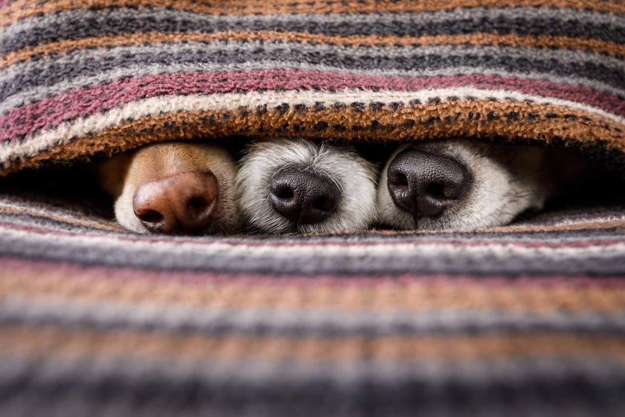 ¿Sabías que las mascotas también sufren con las bajas temperaturas? ¡Descubre cómo proteger a los animales del frío!