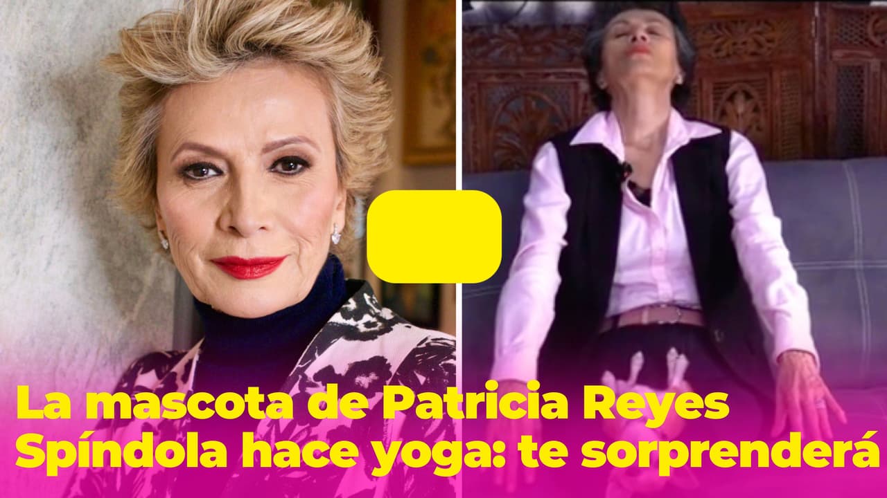 ¿Un perrito Chihuahua tranquilo? La mascota de Patricia Reyes Spíndola hasta yoga hace