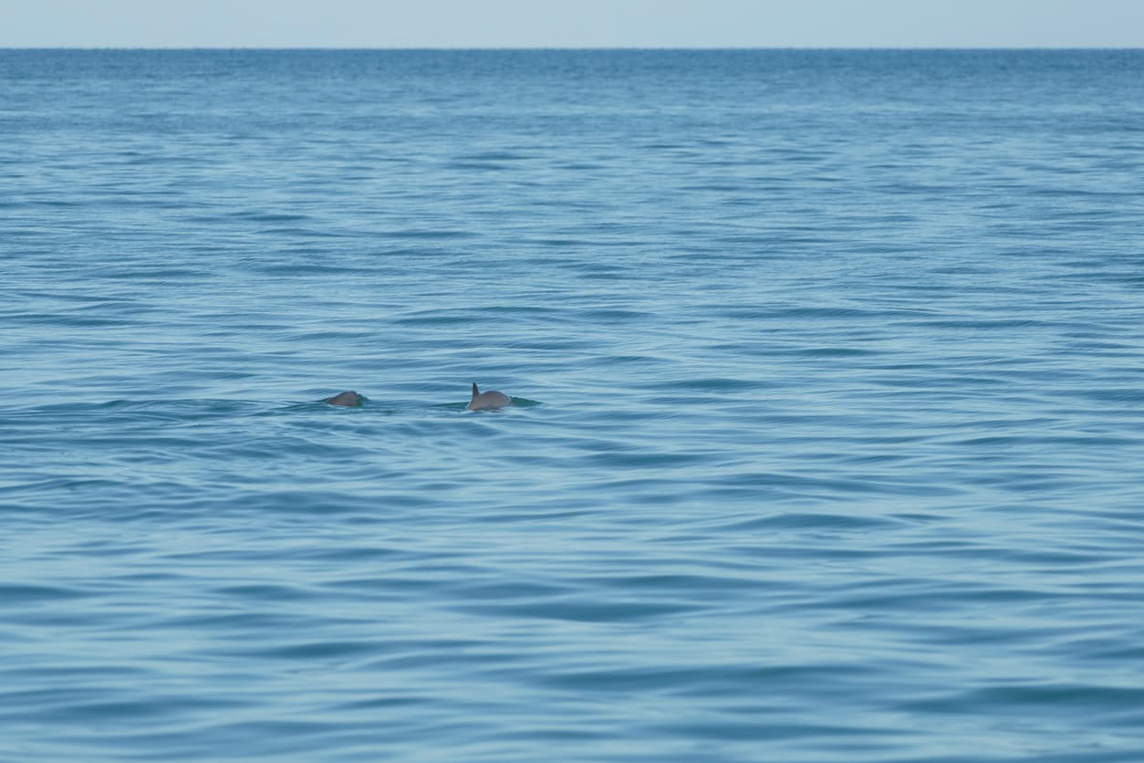 Alertan sobre la extinción de las vaquitas marinas; quedan menos de 20 en el Golfo de California