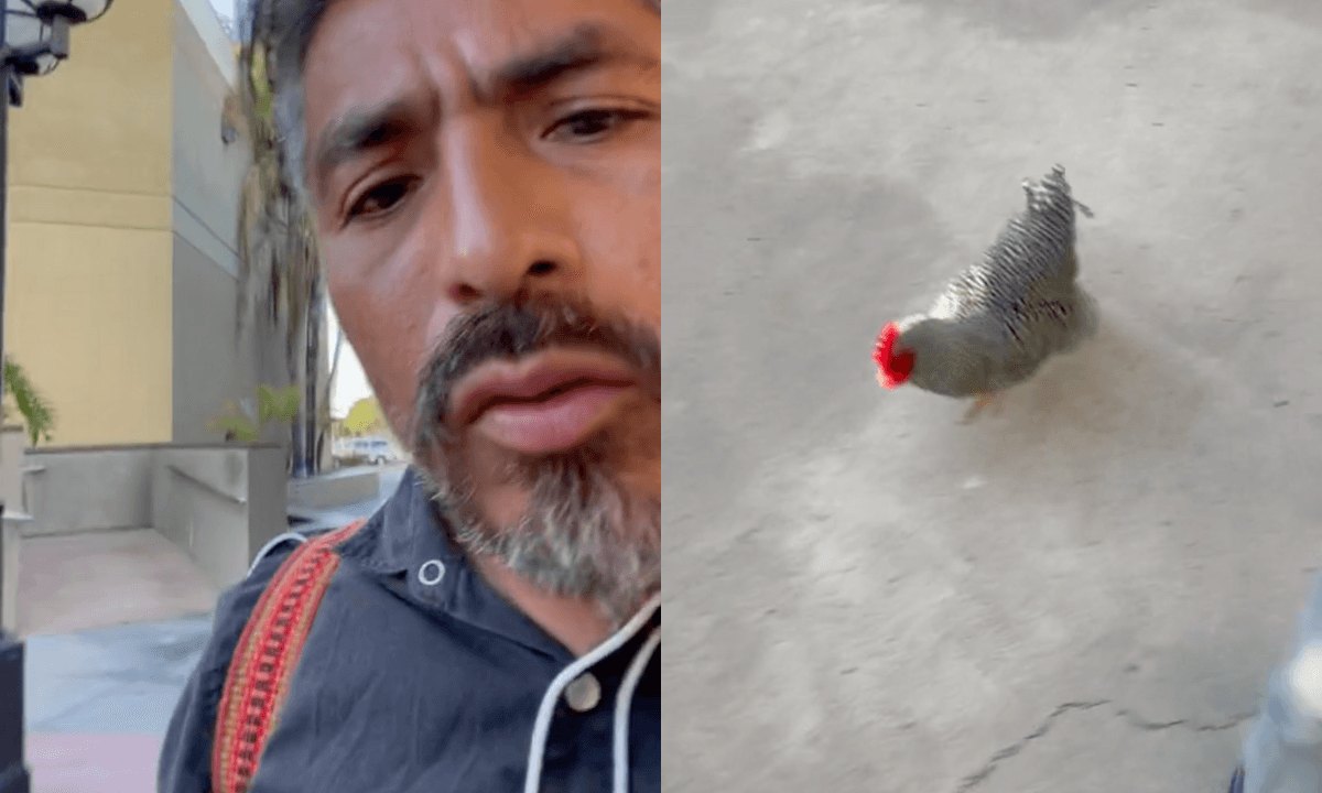 Usuario de TikTok pasea a su gallo en un centro comercial y desata risas