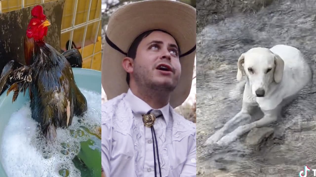 "Qué agusticidad": De dónde viene el audio viral de TikTok y 5 de los mejores videos