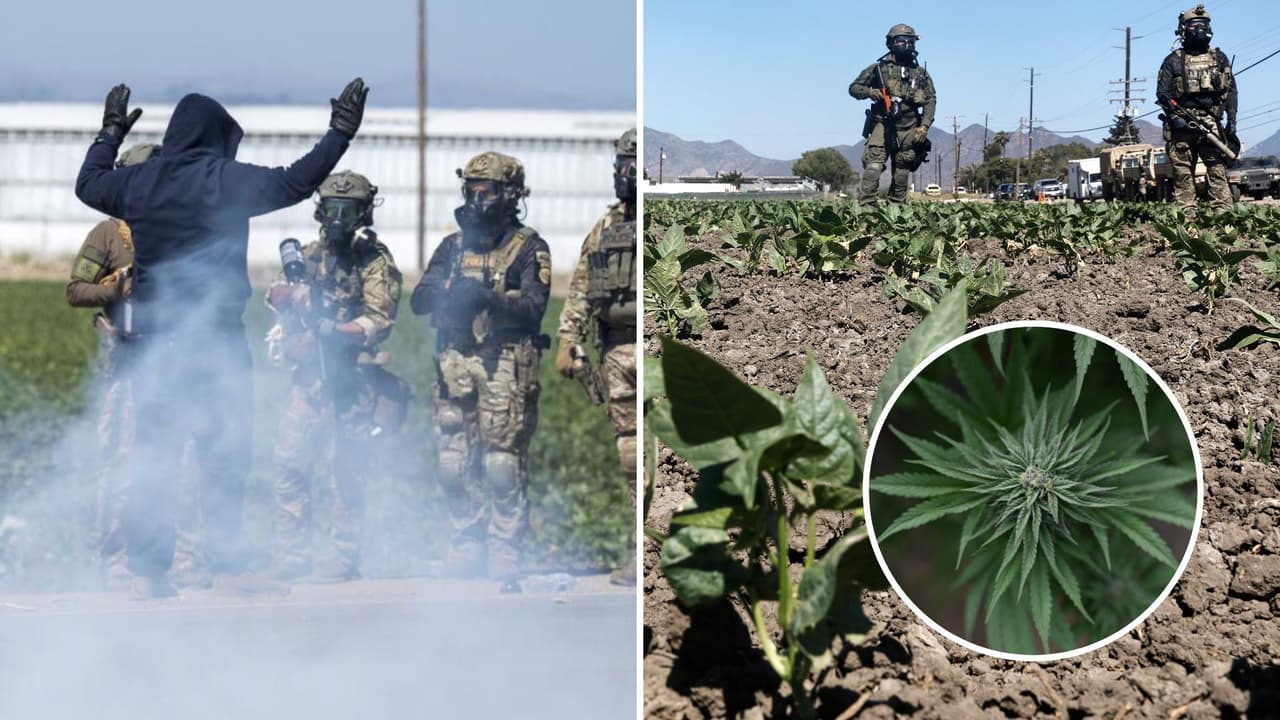¿Cómo afecta tu estatus migratorio si trabajas en un campo de cannabis legal en California?