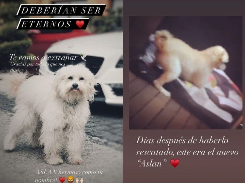 José Ron se despide de su mascota con emotivos mensajes