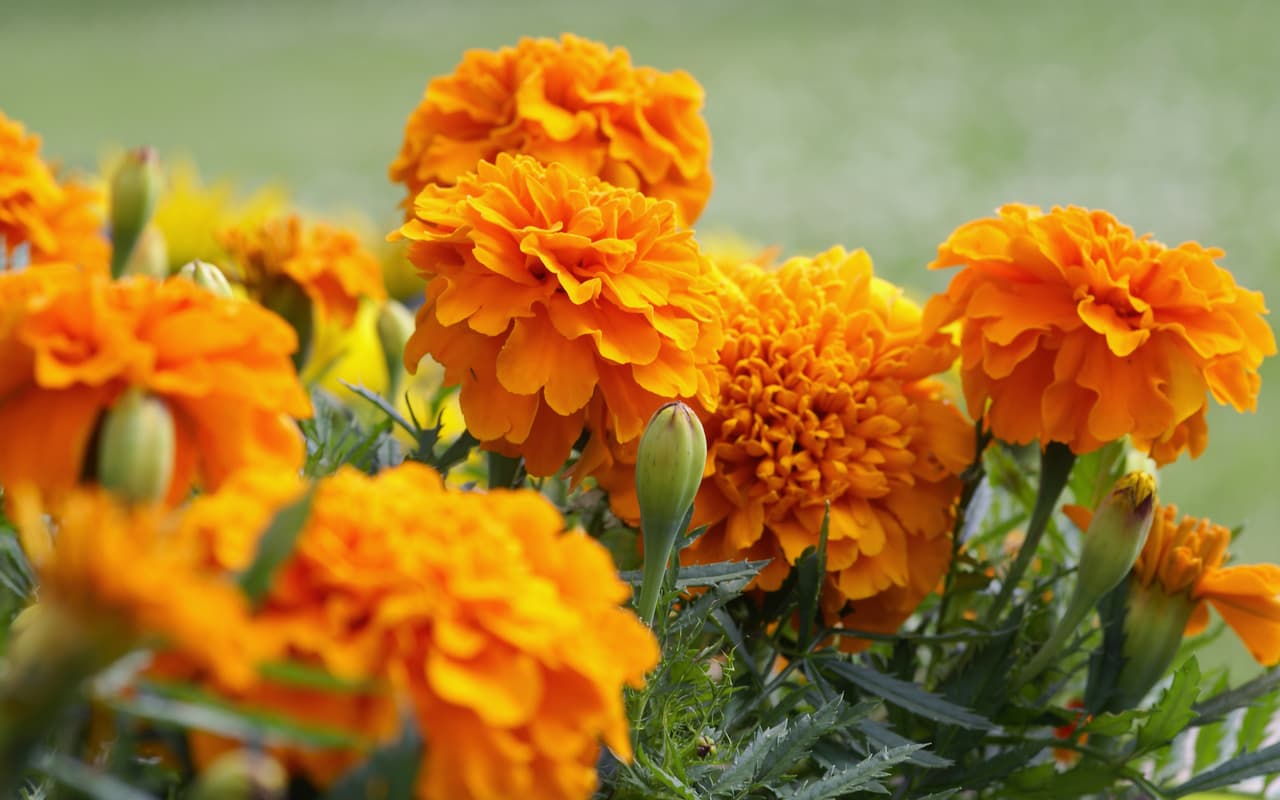 Flores. El cempasúchil, que en náhuatl significa “flor de los cuatrocientos pétalos” simboliza al sol, el guía del alma y por su característico aroma atrae a nuestros difuntos a casa.