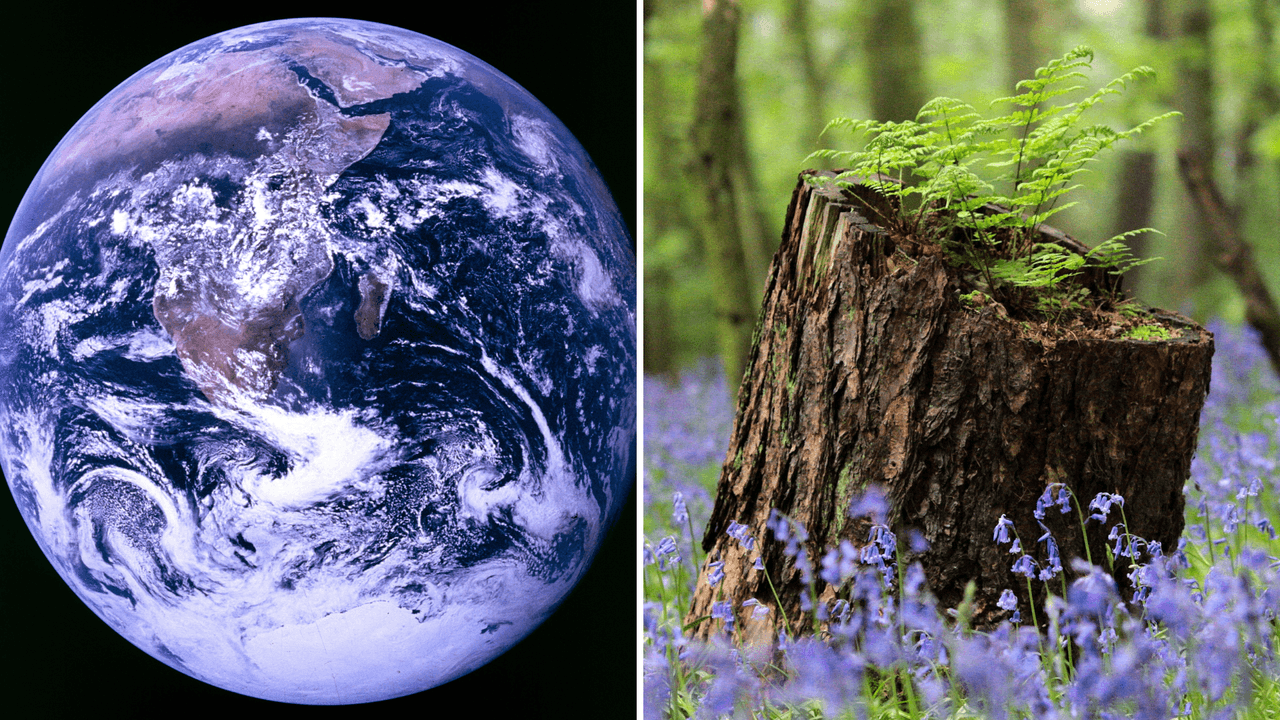 La NASA descubrió que la Tierra está más verde que hace 20 años y no podemos con la felicidad