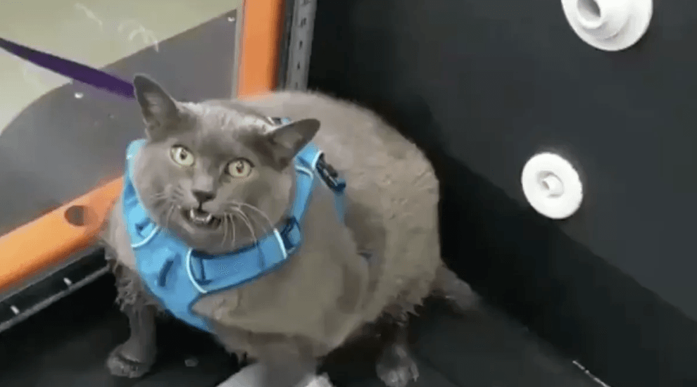 Este gatito con sobrepeso nos representa a todos los que evitamos hacer ejercicio