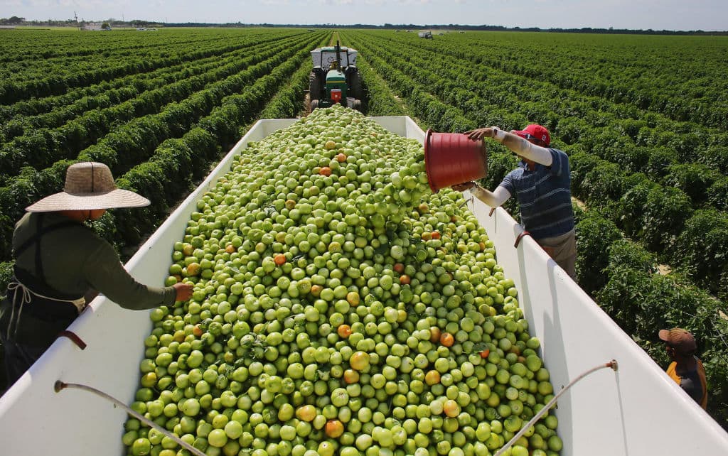 El arancel de Trump al tomate mexicano tiene como su principal víctima a Sinaloa