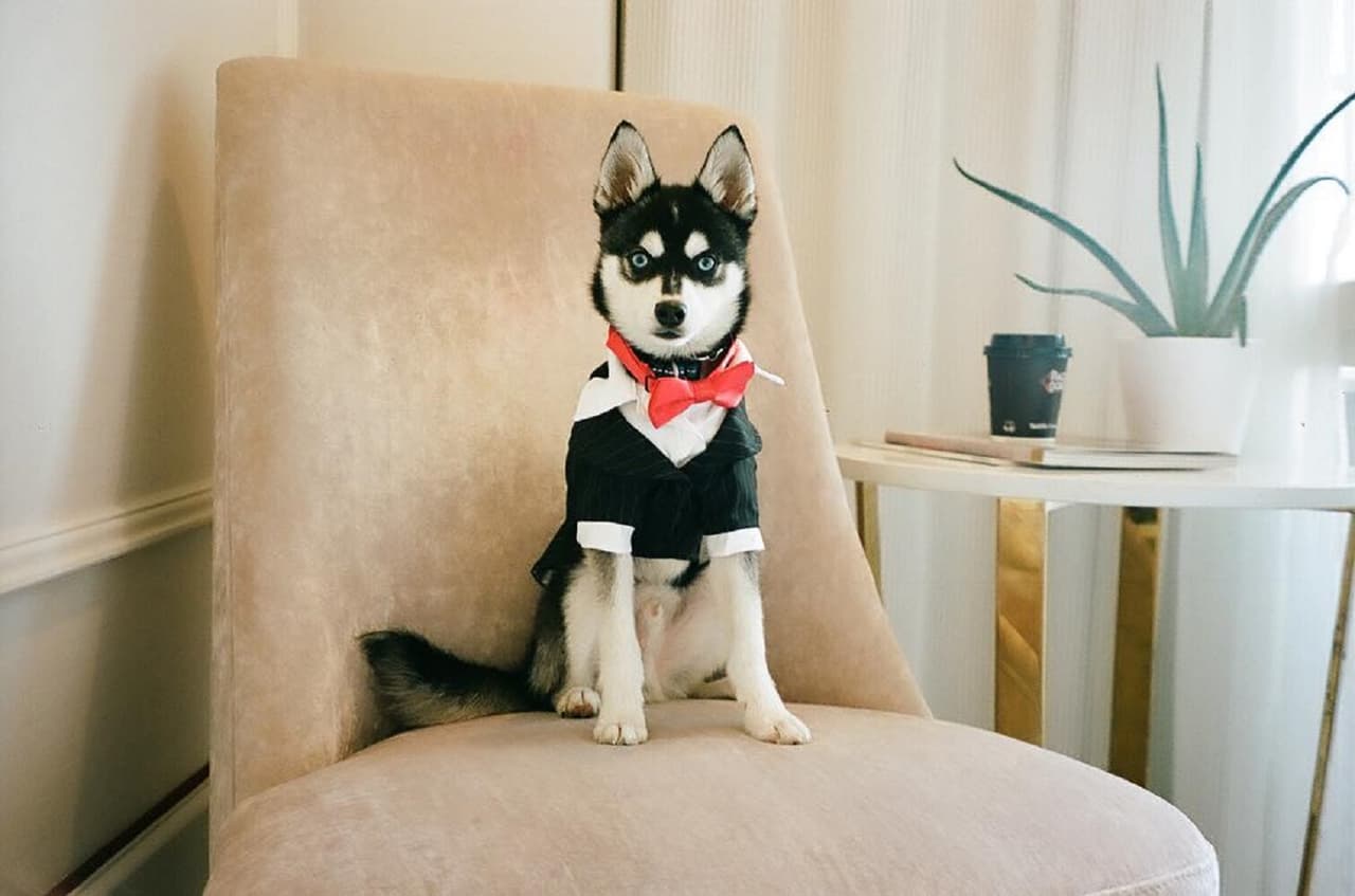 De acuerdo con la revista Elle, el perro de la pareja llamado Porky Basquiat Jonas, vistió un esmoquin durante la ceremonia.