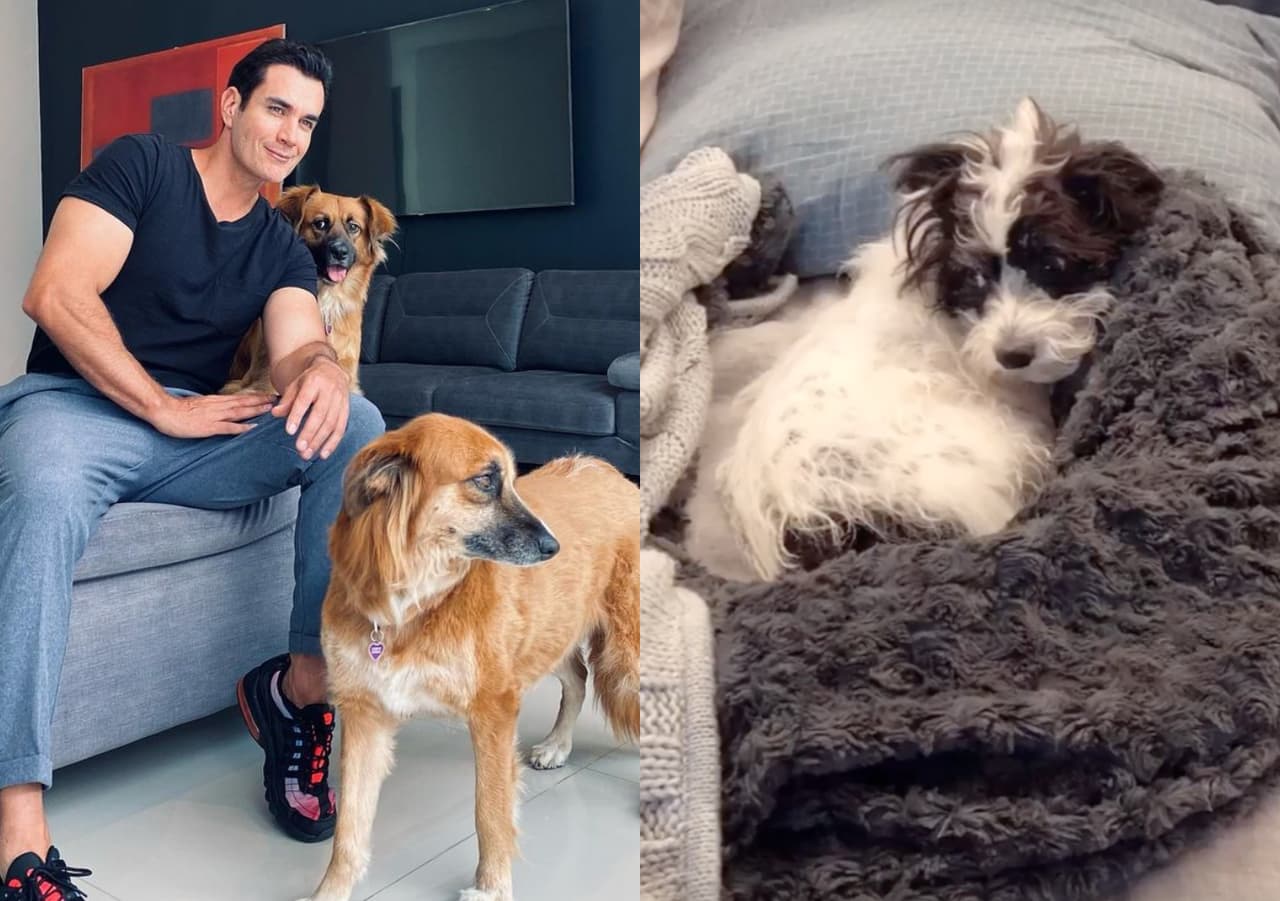 David Zepeda - Rihana, Justino (izquierda) y Tini (derecha), son los perritos que alegran los días del actor. En distintos momentos, el galán de telenovelas adoptó a estas tres peluditas y, desde entonces, han compartido un hogar lleno de amor y felicidad.