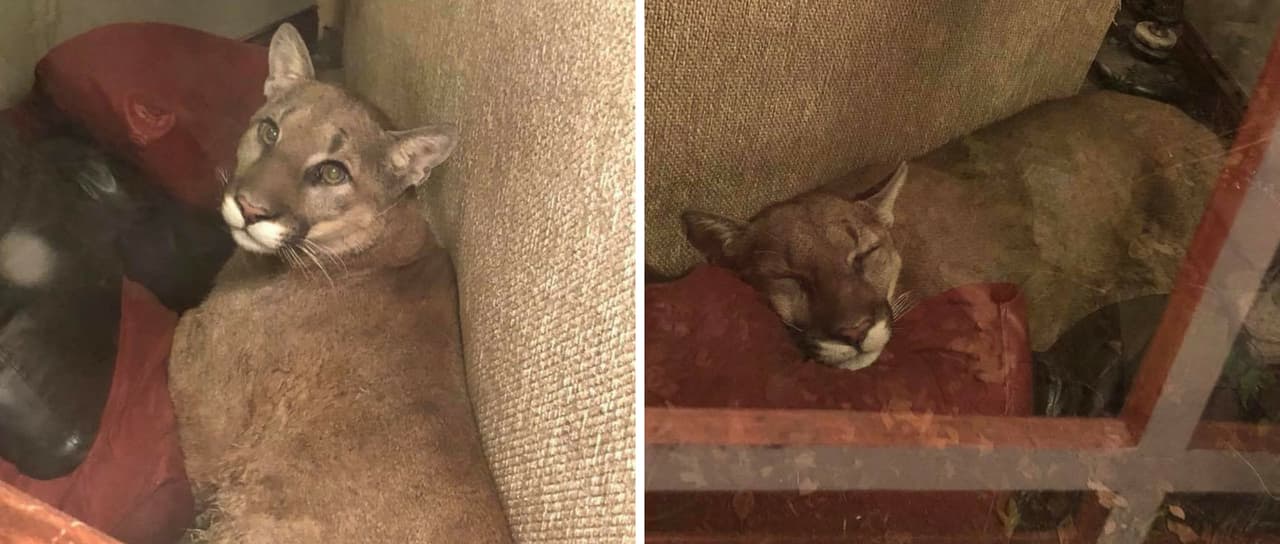 Mujer encuentra a un puma ‘descansando’ en la sala de su casa