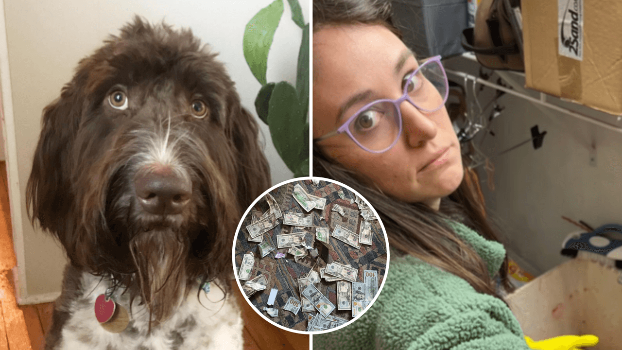 Perro se come 67 mil pesos, dueños recuperan parte del dinero de manera inusual: historia viral